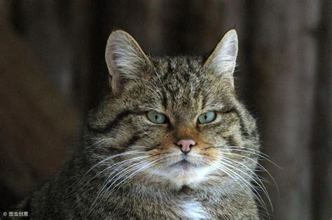 野猫进家|家里猫总带野猫回家怎么办？正确驱赶野猫的方法